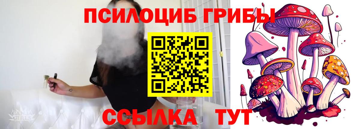 Галлюциногенные грибы Psilocybe Волхов